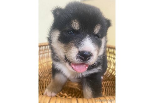 成約済の静岡県の柴犬-254926の1枚目